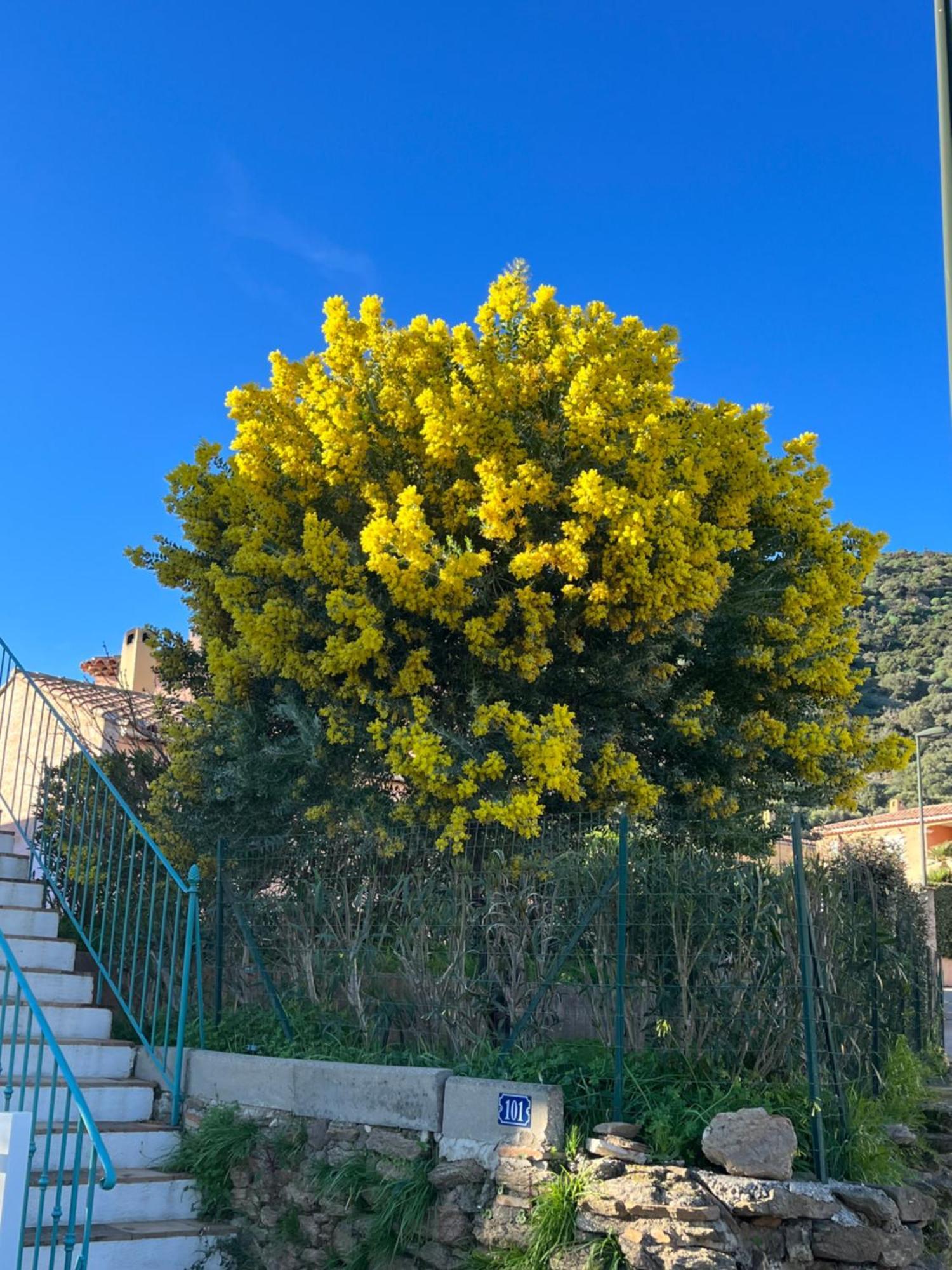 Le Lavandou St Clair Екстер'єр фото